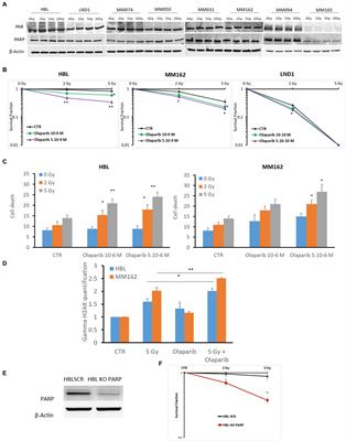 The benefit of co-targeting PARP-1 and c-Met on the efficacy of radiotherapy in wild type BRAF melanoma